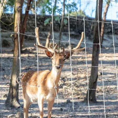 Quinta Murgas Bucelas